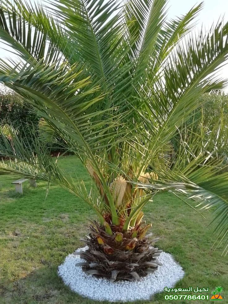 توريد بيع نخيل واشنطني مزارع اشجار حدائق في الرياض 